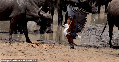 Kiếm được bữa ăn đã khó mà giữ được nó lại còn khó hơn cho dù đó có là loài đi săn khét tiếng như đại bàng. Chúa tể bầu trời vừa phải đấu lại cả trâu rừng lẫn một đôi cò để giữ bữa ăn cho mình.