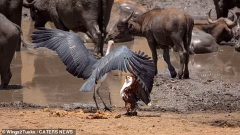 Mọi nỗ lực cuối cùng cũng được đền đáp khi trâu rừng bỏ đi sau nhiều lần bị đại bàng tấn công. Cò cũng bỏ cuộc trong cuộc chiến giành lại con mồi của mình săn được. Thành quả dành cho nỗ lực của đại bàng là một bữa ăn no nê. Câu chuyện diễn ra ở Công viên quốc gia Kruger, Nam Phi. adasia-->