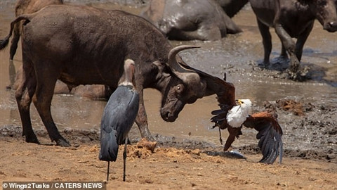 Đại bàng liên tục mở rộng đôi cánh, dùng mỏ và móng vuốt để tấn công trâu rừng lẫn cò bằng những đòn đầy mạnh mẽ của mình. Cuộc chiến giữ mồi diễn ra trong vòng 42 phút.