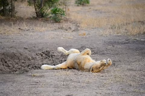 Khiep dam su tu an thit te te nhu nhai 