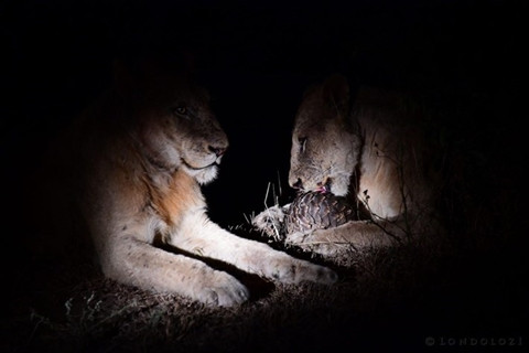 Khiep dam su tu an thit te te nhu nhai 