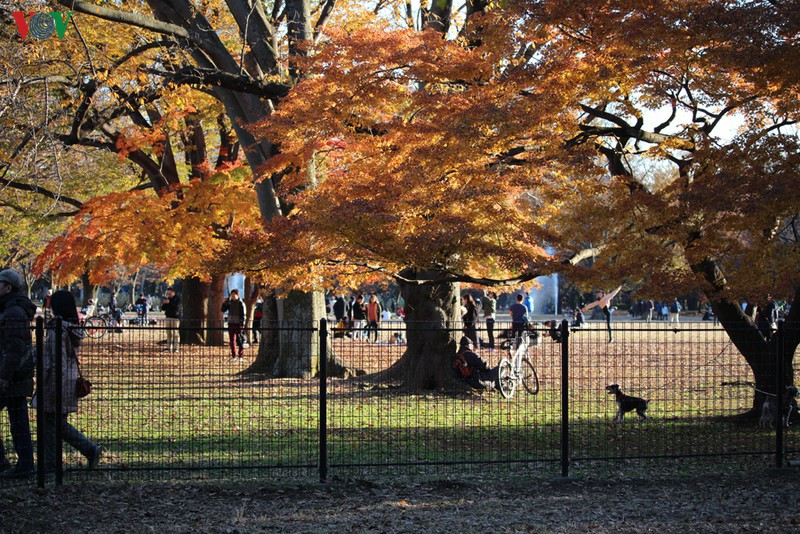 Những ngày thu nắng đẹp, người Nhật Bản thường dẫn theo vật nuôi trong nhà như chó, mèo dạo thu.