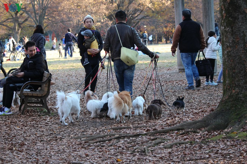 Có những người nuôi hàng chục con chó trong nhà và mỗi lúc dạo chơi đều dẫn chúng theo.