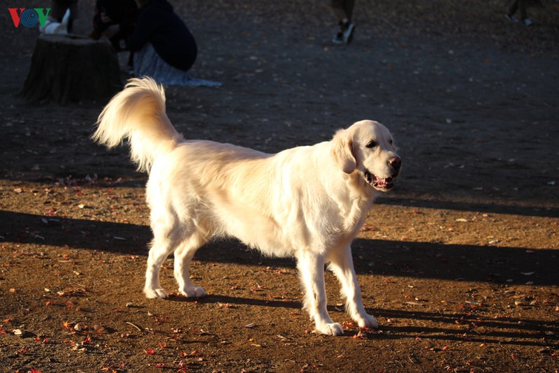 Những chú chó giống như những người bạn tâm sự, chia sẻ với con người.