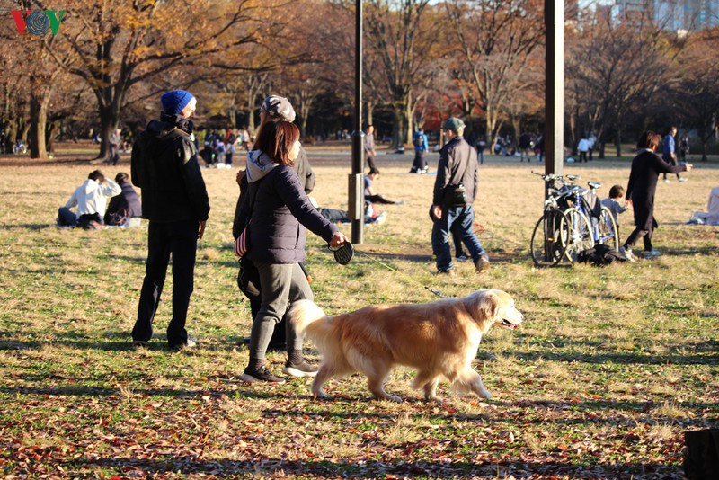 Có những con lên tới cả chục nghìn USD.