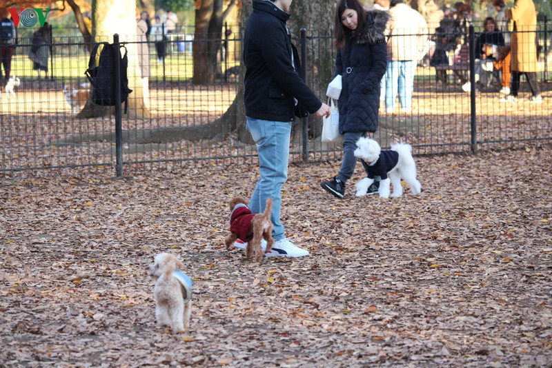 Có hàng trăm loài chó với những bộ trang phục rất đáng yêu