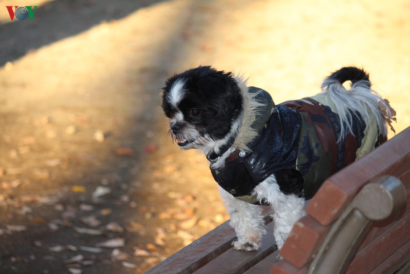 Chú chó dễ thương đi dạo trong ngày thu nắng đẹp ở Nhật Bản.