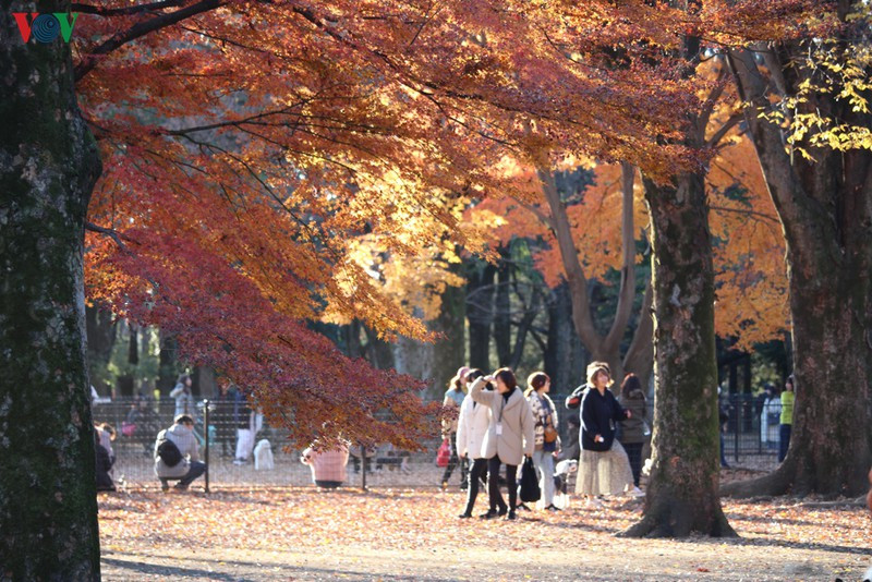 Mùa Thu Nhật Bản cực kỳ quyến rũ, làm mê đắm hàng triệu khách du lịch trong và ngoài nước.