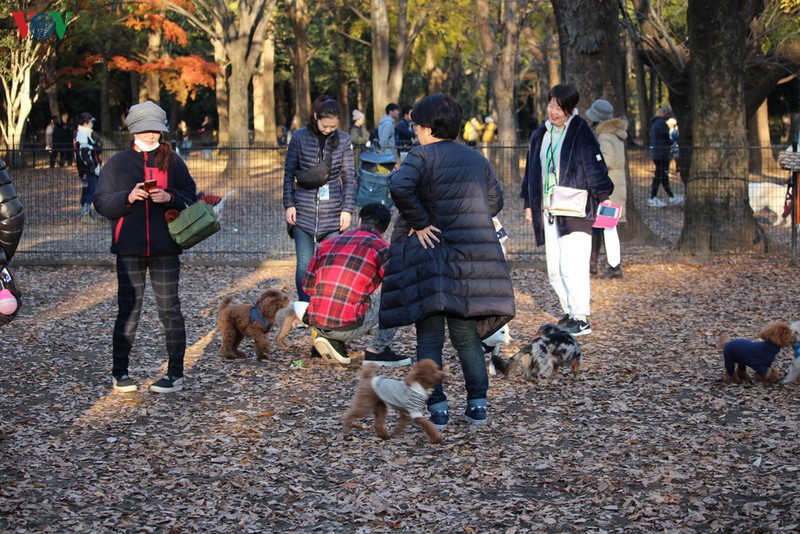 Những chú chó đáng yêu dạo chơi trong công viên và nô đùa cùng nhau.