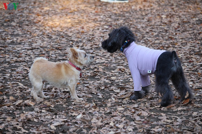 Hai chú chó "trò chuyện" cùng nhau.