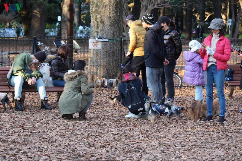 Những chú chó đáng yêu được chủ đưa đi dạo thu Nhật Bản.