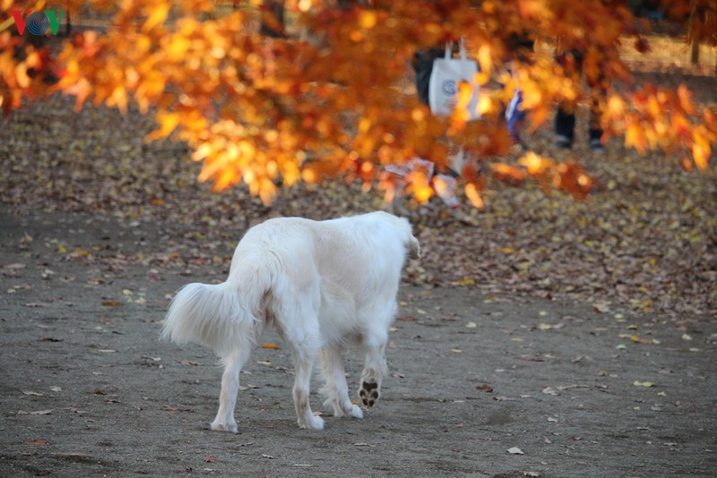 Nếu bạn đến Nhật Bản, đi đâu bạn cũng sẽ thấy những chú chó đáng yêu và lúc nào cũng cận kề bên con người./.