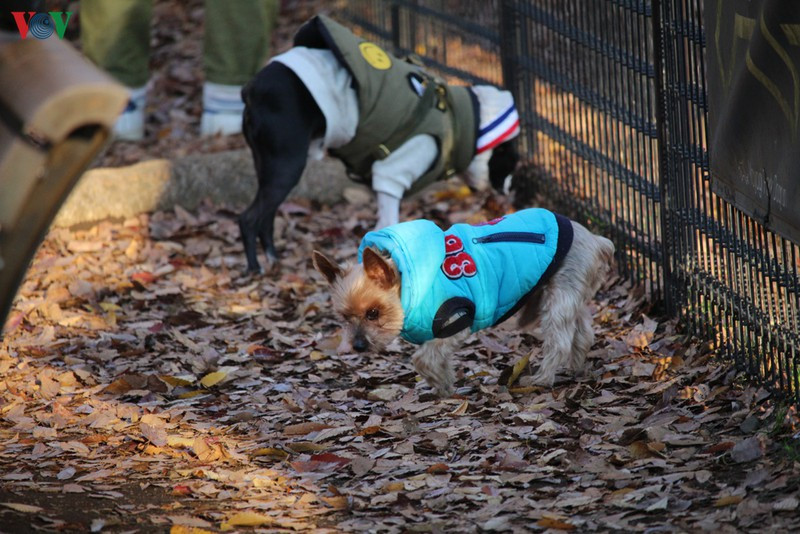 Những con chó như thế này giá rất cao.