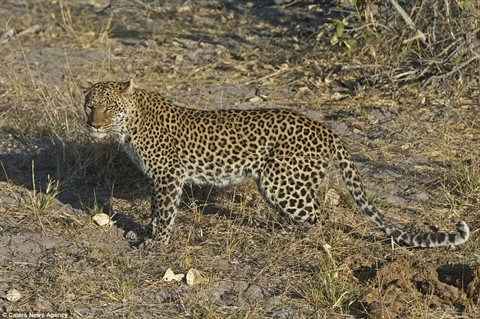 Kẻ đi săn bẽ bàng bỏ đi sau cuộc đụng độ adasia-->