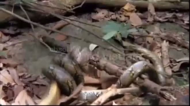 Ho mang chua gay chien tran vua, bi siet nghet tho va bat ngo