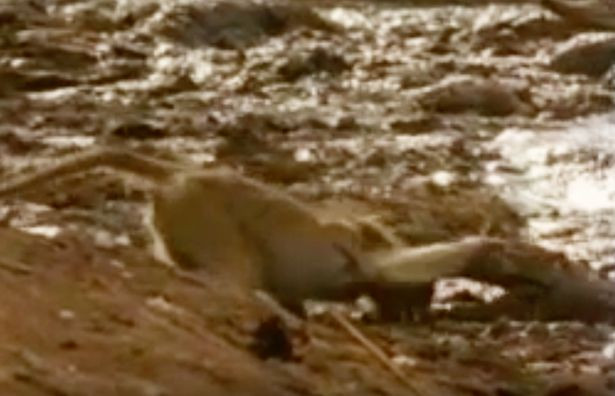 Khi bi ca sau ngoam dau loi xuong song va ket cuc kinh ngac