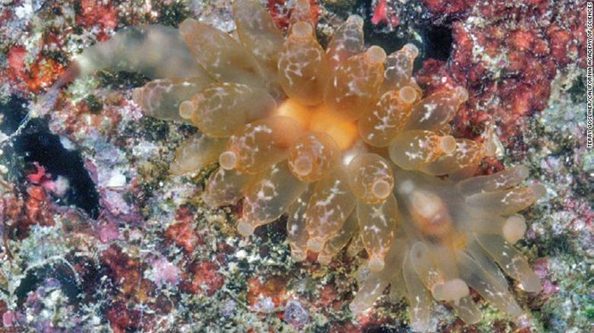 ##s###Sên biển Madrella amphora được tìm thấy ở Papua New Guinea, trông giống trứng ốc sên. Sên biển này là bậc thầy ngụy trang, thông thường, sên biển bắt chước màu sắc của các loài khác, nhưng hiếm khi thấy sên biển bắc chước loài vật khác một cách hoàn toàn như loài này. Ảnh: Terry Gosliner.