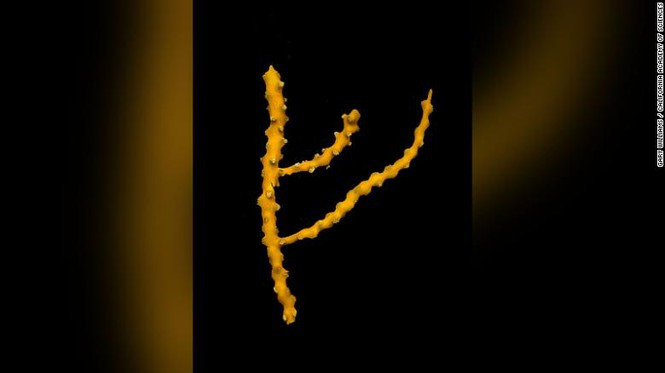 ##s###San hô Chromoplexura cordellbankensis được tìm thấy ở Mỹ. Năm nay, các nhà nghiên cứu tìm thấy 2 loài san hô mới ở Khu bảo tồn biển quốc gia bãi Cordel. Loài san hô vàng gây ấn tượng sâu sắc. Ảnh: Gary Williams.