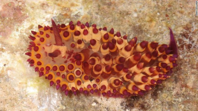 ##s###Cũng trong 2019, các nhà nghiên cứu còn tìm thấy 5 loài sên biển sặc sỡ khác với tài ngụy trang khác thường, màu sắc độc đáo và có kích cỡ nhỏ hơn những loài sên biển được nhiều người biết đến. Trong hình là sên biển Janolus flavoanulatus được tìm thấy ở Philippines. Ảnh: Terry Gosliner.