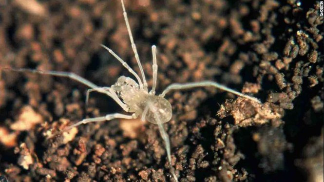 ##s###Loài mới thuộc lớp hình nhện sống trong hang động, thích nghi với cuộc sống trong bóng tối. Chúng có 8 chân dài, mảnh khảnh. Nhện chân dài Lola konavoka được tìm thấy ở Croatia. Ảnh: R.Ozimeo.