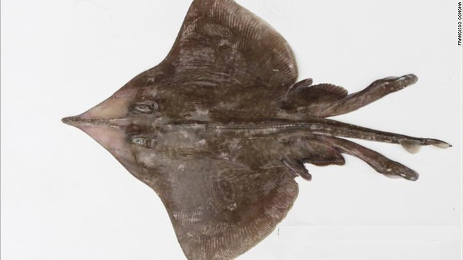 ##s###Loài cá đuối mới được đặt tên là Dipturus lamillai, được tìm thấy ở quần đảo Falkand (lãnh thổ hải ngoại của Anh, tranh chấp với Argentina). Ảnh: Francisco Concha. 