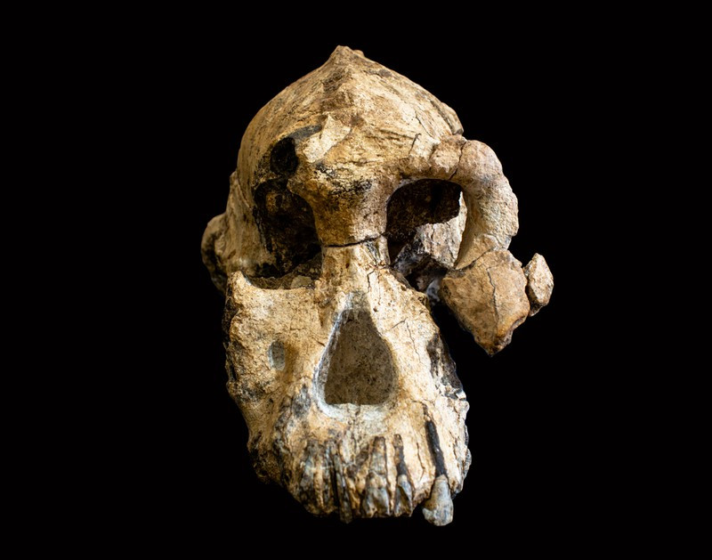 Được thông báo vào tháng 8/2019, hóa thạch 3,8 triệu năm tuổi được tìm thấy ở Ethiopia này là hộp sọ đầu tiên của loài Australopithecus anamensis, một bằng chứng hé lộ cho chúng ta nhiều điều về tổ tiên của loài người.