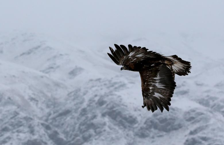 Một "thợ săn" đang chao liệng trên bầu trời của vùng núi phủ tuyết trắng xóa để tìm con mồi./.