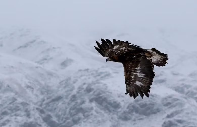 Một "thợ săn" đang chao liệng trên bầu trời của vùng núi phủ tuyết trắng xóa để tìm con mồi./.