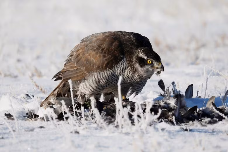 Đại bàng săn và chiến lợi phẩm là một chú chim bồ câu.