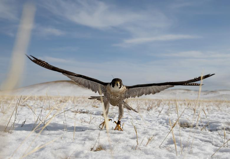 Một con đại bàng có thể có giá vài nghìn USD tùy thuộc vào độ tuổi, kích thước và giới tính. Đại bàng cái có giá cao hơn vì chúng lớn hơn và được coi là thợ săn tốt hơn.