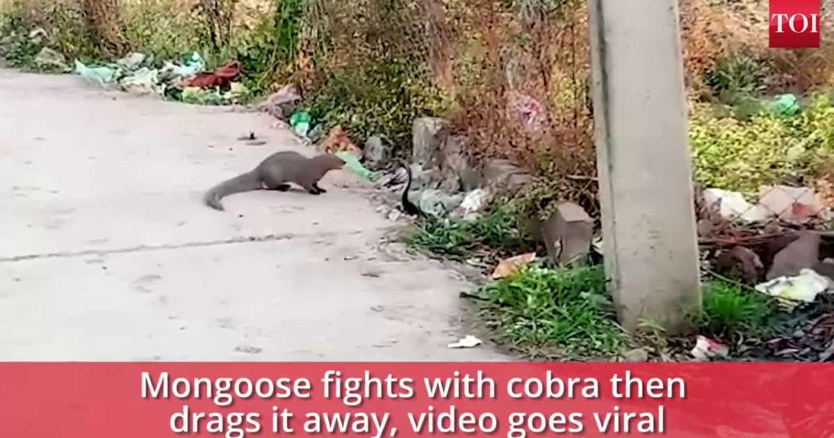 Ran ho mang chua dung do khac tinh va ket mot mat mot con