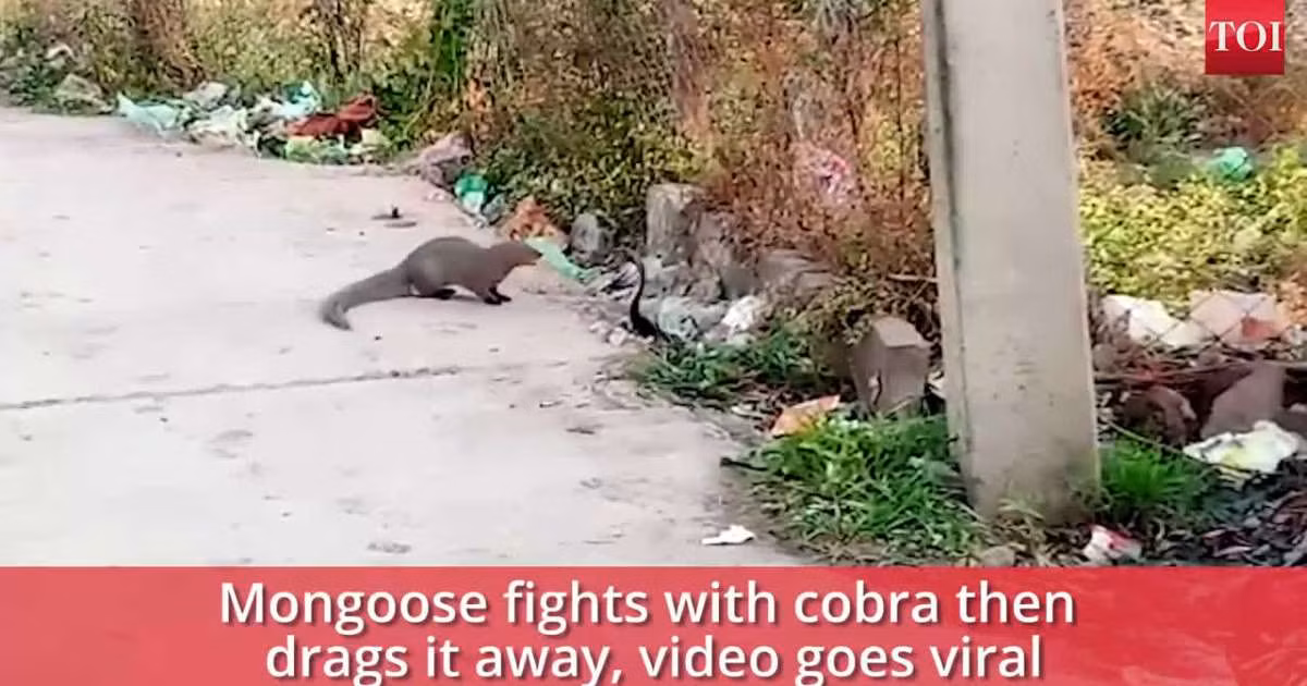 Ran ho mang chua dung do khac tinh va ket mot mat mot con