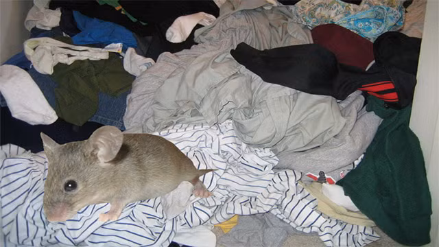 Theo Aristotle, một sinh vật có thể hồi sinh từ một khách thể vô tri vô giác, như con giòi “phát triển” từ thịt thối. Con người tin tưởng vào điều này cho đến tận thế kỷ 20 với các thí nghiệm khoa học còn đang được tiến hành.