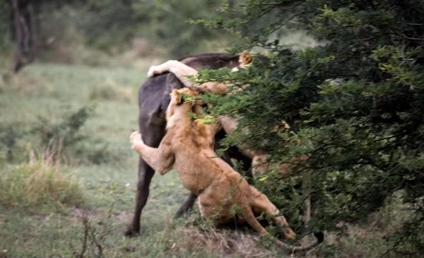 Bị cắn quá đau, chú trâu non không còn sức để chạy.