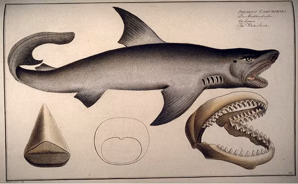 Cá Carcharodon có thể đạt kích thước gấp 3 lần cá mập trắng với chiều dài lên tới hơn 21m và dạ dày “đủ chỗ” cho một chiếc xế hộp cỡ vừa.