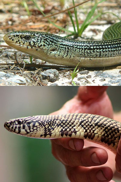 Hình như đây là hai anh em sinh đôi. Nhưng bạn đừng vội mừng. Đó thực ra là một chú thằn lằn thủy tinh (hình trên) và một con rắn (hình dưới).