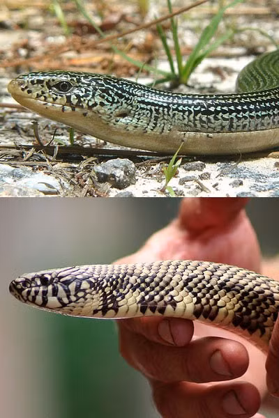 Hình như đây là hai anh em sinh đôi. Nhưng bạn đừng vội mừng. Đó thực ra là một chú thằn lằn thủy tinh (hình trên) và một con rắn (hình dưới).