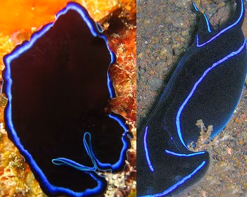 Giun dẹp (trái) đã bắt chước sên biển (bên phải) rất thành công.