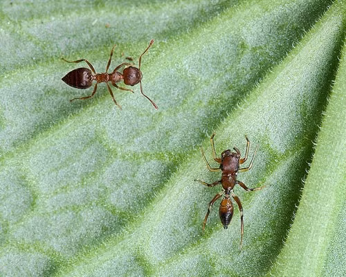 Bạn có thể phân biệt nhện và kiến trong bức hình này không? Kiến Crematogaster (góc trên bên trái) là bậc thầy trong việc bảo vệ bản thân khỏi họ hàng nhà nhện khi bắt chước chính xác hình ảnh một chú nhện khác.