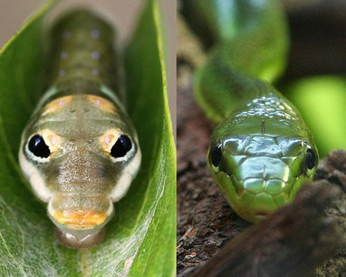 Đây là hai chú rắn ư? Thực ra, sinh vật bên phải mới là rắn. Sinh vật còn lại chỉ là một chú sâu bướm Swallowtail – với “khuôn mặt” cực kỳ giống rắn xanh và thậm chí nó có cả một chiếc lưỡi rắn.