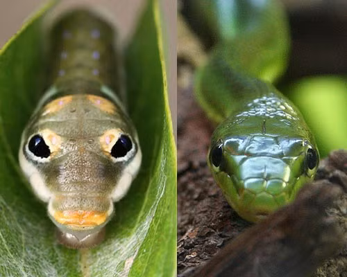 Đây là hai chú rắn ư? Thực ra, sinh vật bên phải mới là rắn. Sinh vật còn lại chỉ là một chú sâu bướm Swallowtail – với “khuôn mặt” cực kỳ giống rắn xanh và thậm chí nó có cả một chiếc lưỡi rắn.