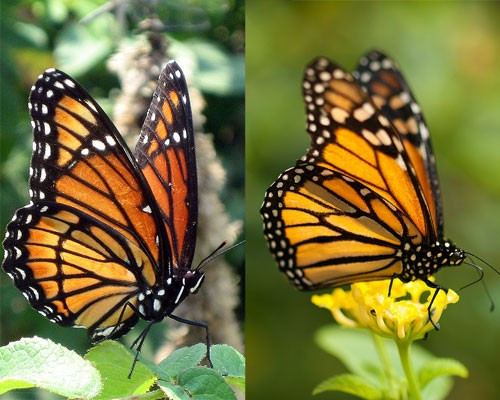 Cả hai chú bướm này đều rất xinh đẹp nhưng một bên là bướm chúa (bên phải) với nọc độc cực nguy hiểm đối với kẻ thù của chúng; và “nhân vật” còn lại chỉ là một chú bướm bình thường. Liệu có con cóc, chim, chuột nào dám “xơi” một con bướm chúa?