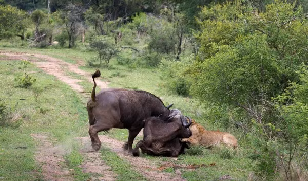 Trong giây phút gần như tử thần, một con trâu trưởng thành bất ngờ lao đến.