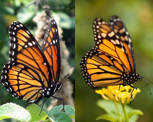 Cả hai chú bướm này đều rất xinh đẹp nhưng một bên là bướm chúa (bên phải) với nọc độc cực nguy hiểm đối với kẻ thù của chúng; và “nhân vật” còn lại chỉ là một chú bướm bình thường. Liệu có con cóc, chim, chuột nào dám “xơi” một con bướm chúa?