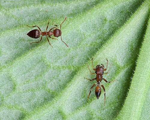 Bạn có thể phân biệt nhện và kiến trong bức hình này không? Kiến Crematogaster (góc trên bên trái) là bậc thầy trong việc bảo vệ bản thân khỏi họ hàng nhà nhện khi bắt chước chính xác hình ảnh một chú nhện khác.