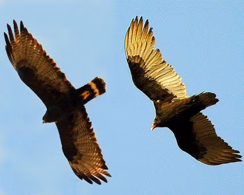 Chỉ cần thấy bóng của hai chú chim này cũng đủ khiến nhiều sinh vật “hết hồn” mà không kịp “định thần” xem đó là diều hâu hay kền kền gà tây.