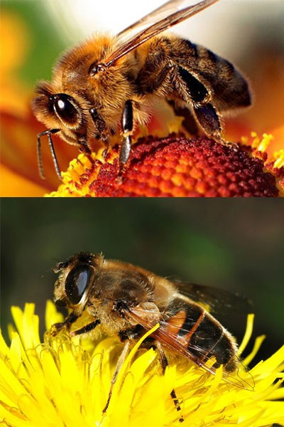 Từ hình dáng, kích thước, màu sắc đến mắt và chân, chú ruồi bay (hình dưới) gần như giống hoàn toàn với con ong mật.