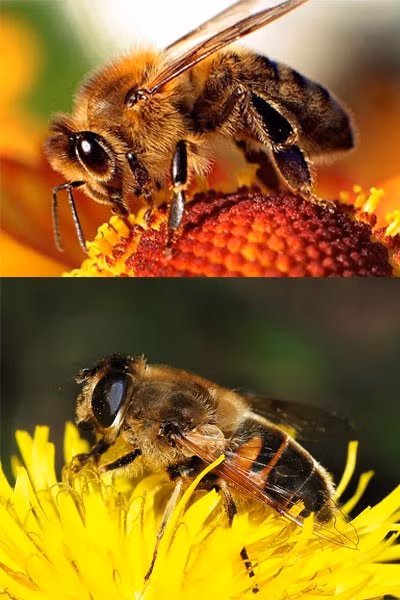 Từ hình dáng, kích thước, màu sắc đến mắt và chân, chú ruồi bay (hình dưới) gần như giống hoàn toàn với con ong mật.