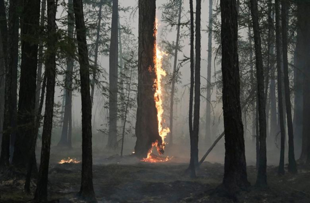Một thân cây bốc cháy trong trận cháy rừng ở Taastaakh, vùng Yakutia, Nga, ngày 11/8/2021.