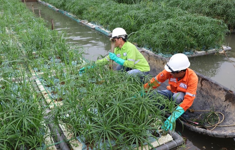 Nu tien si dung thuc vat thuy sinh xu ly nuoc thai lang nghe